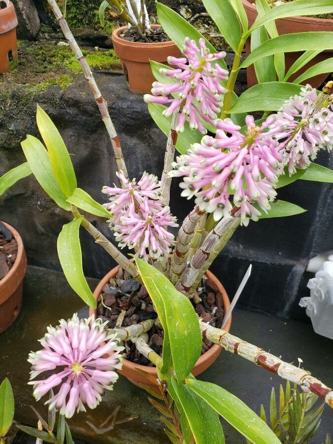 Dendrobium smillieae habit
