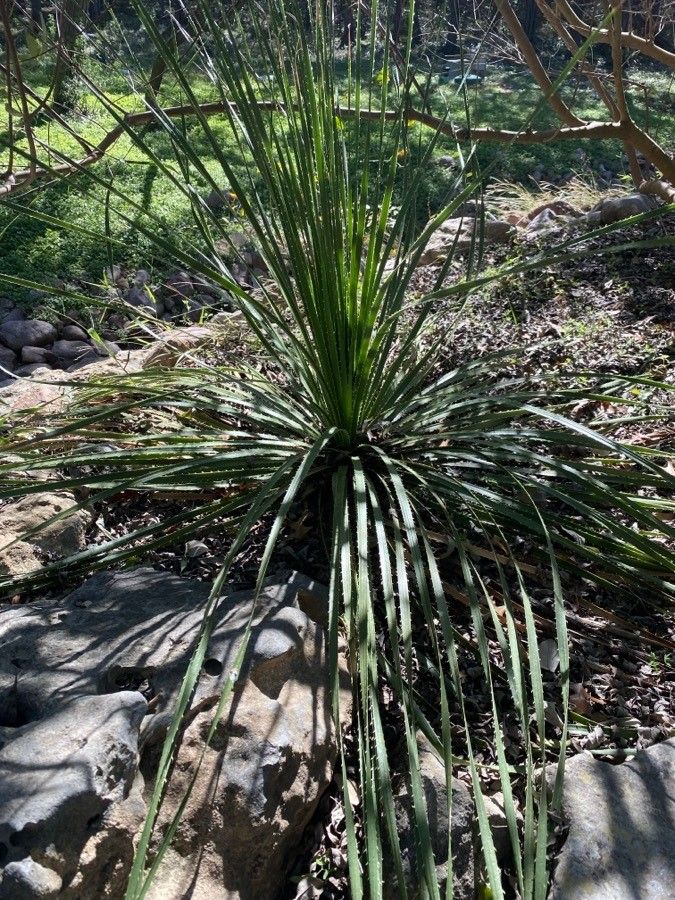 Dasylirion texanum habit