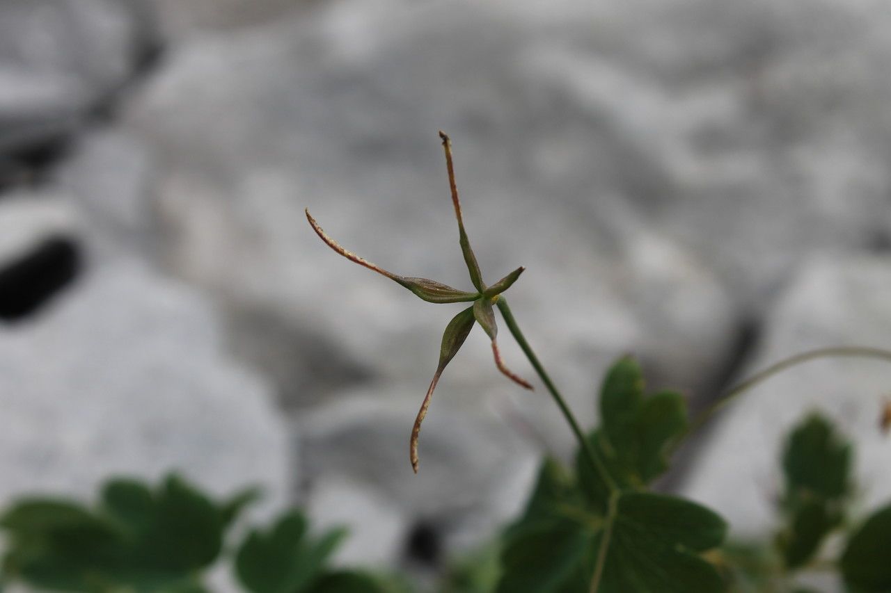 Thalictrum macrocarpum flower