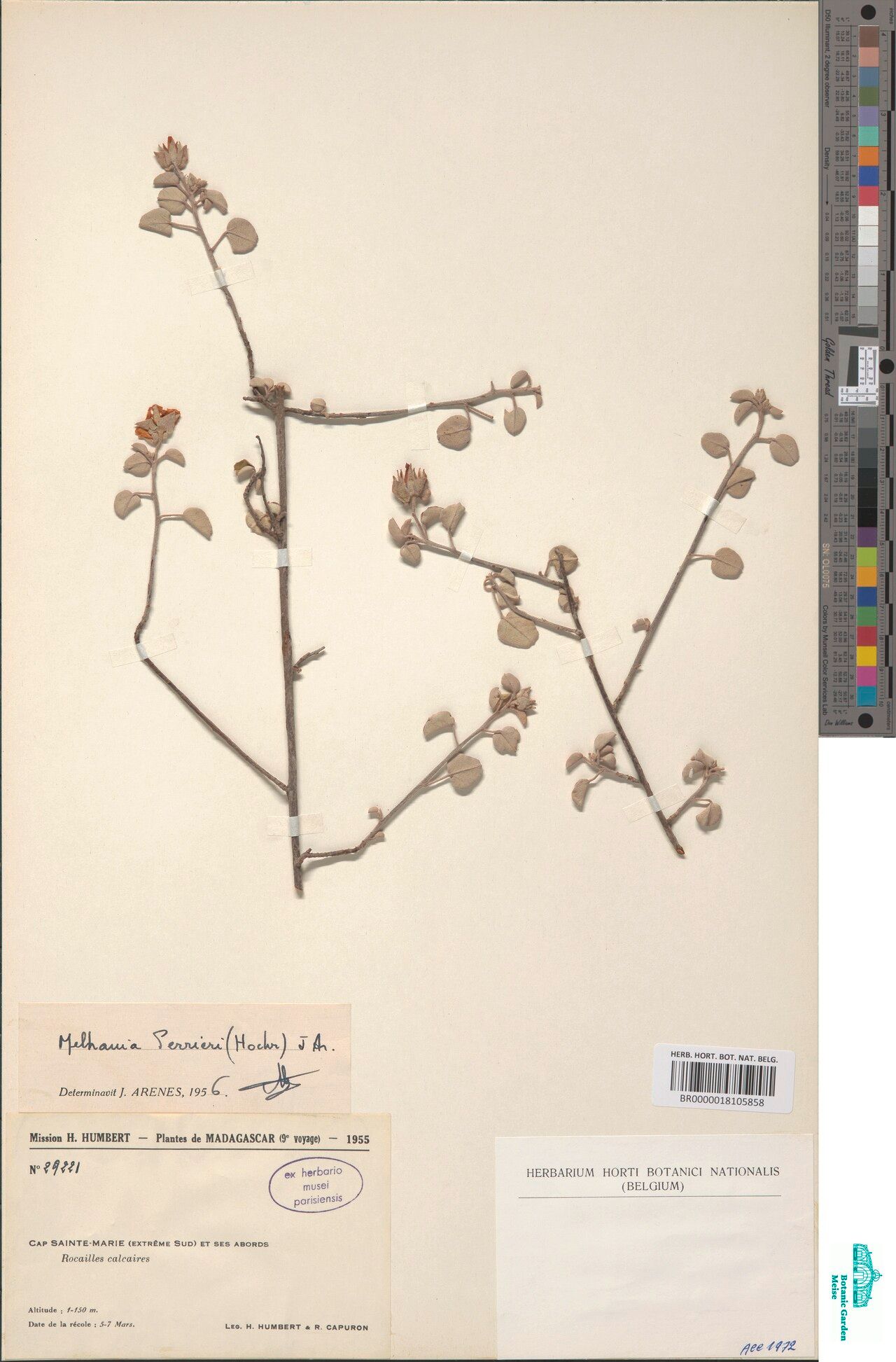 Melhania perrieri — houseplant care guide