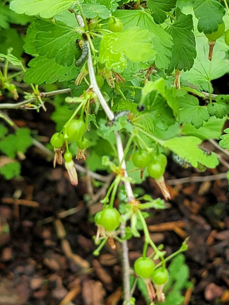 Ribes divaricatum flower