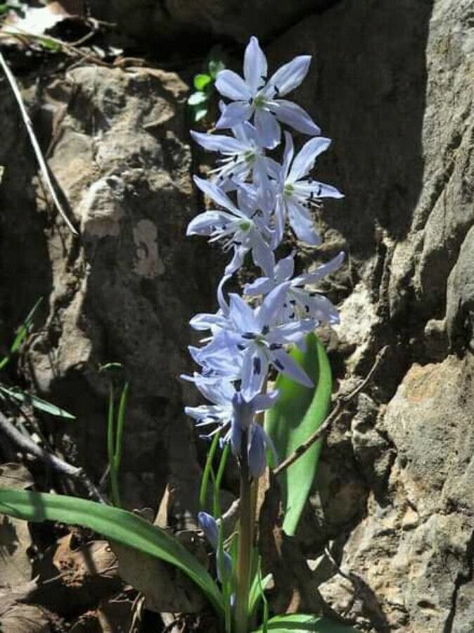 Scilla libanotica — search result for 'Scilla'