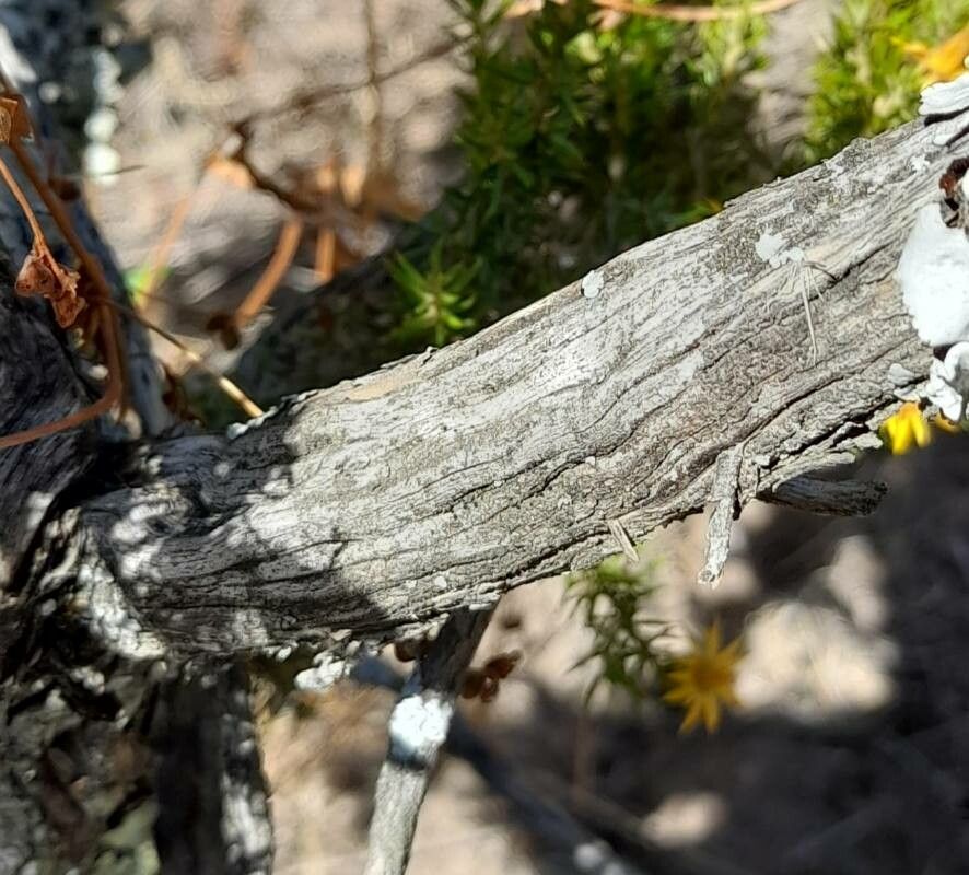 Chuquiraga erinacea bark