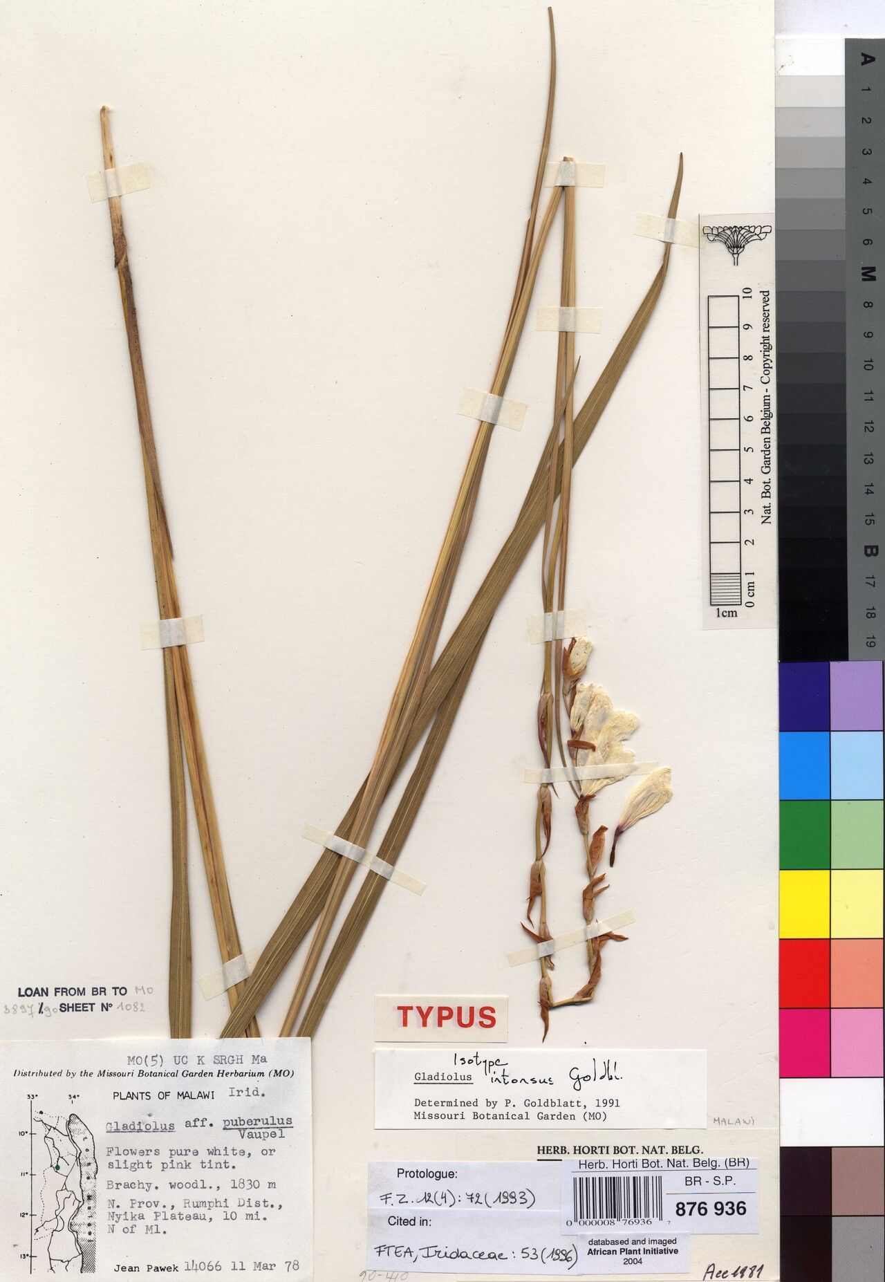 Gladiolus intonsus — search result for 'Gladiolus'