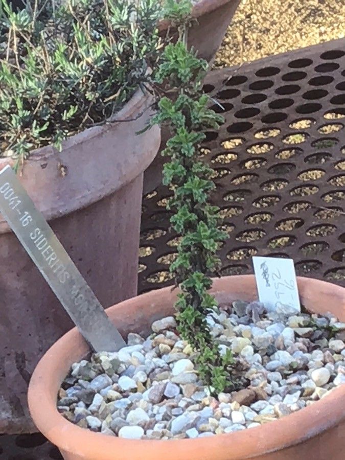 Sideritis montserratiana leaf