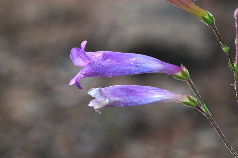 Penstemon scapoides flower