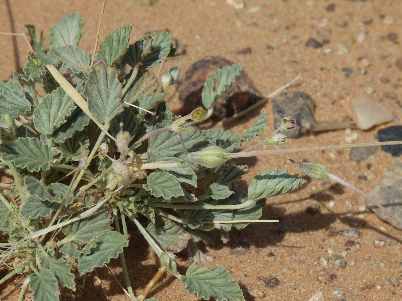 Monsonia nivea fruit