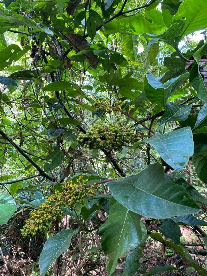 Palicourea blanchetiana fruit