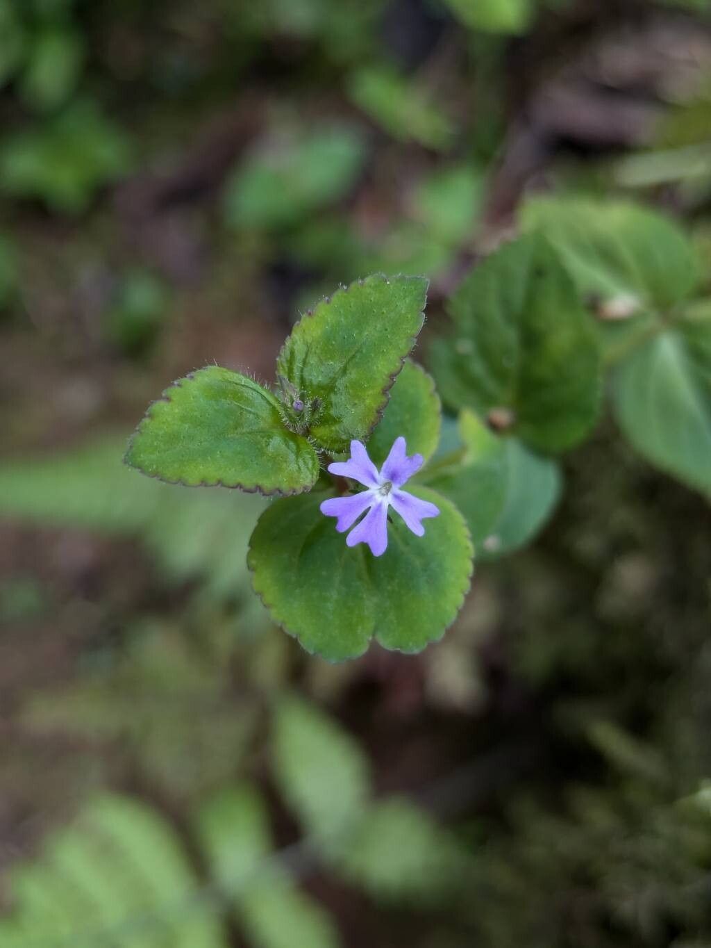 Stemodia vandellioides flower