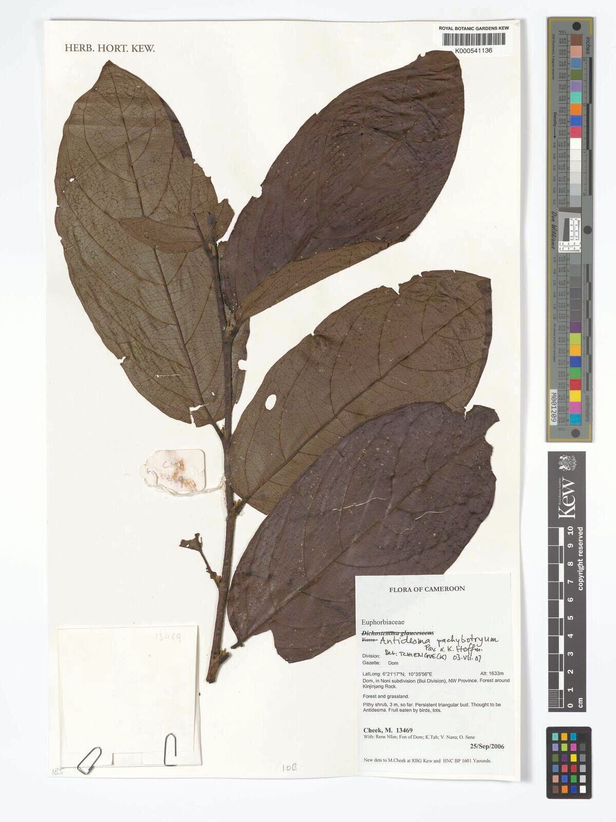 Antidesma pachybotryum — houseplant care guide