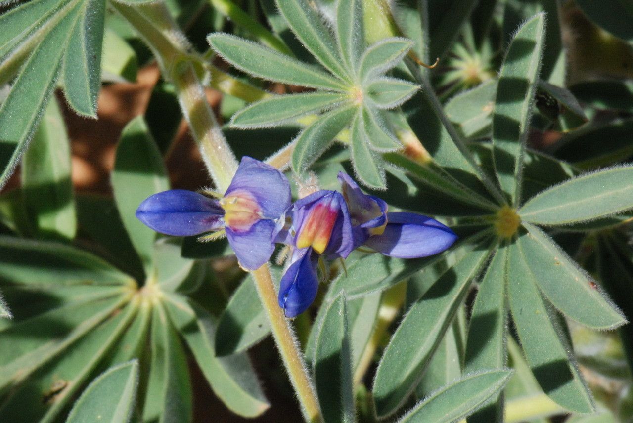 Lupinus digitatus — search result for 'Lupinus'