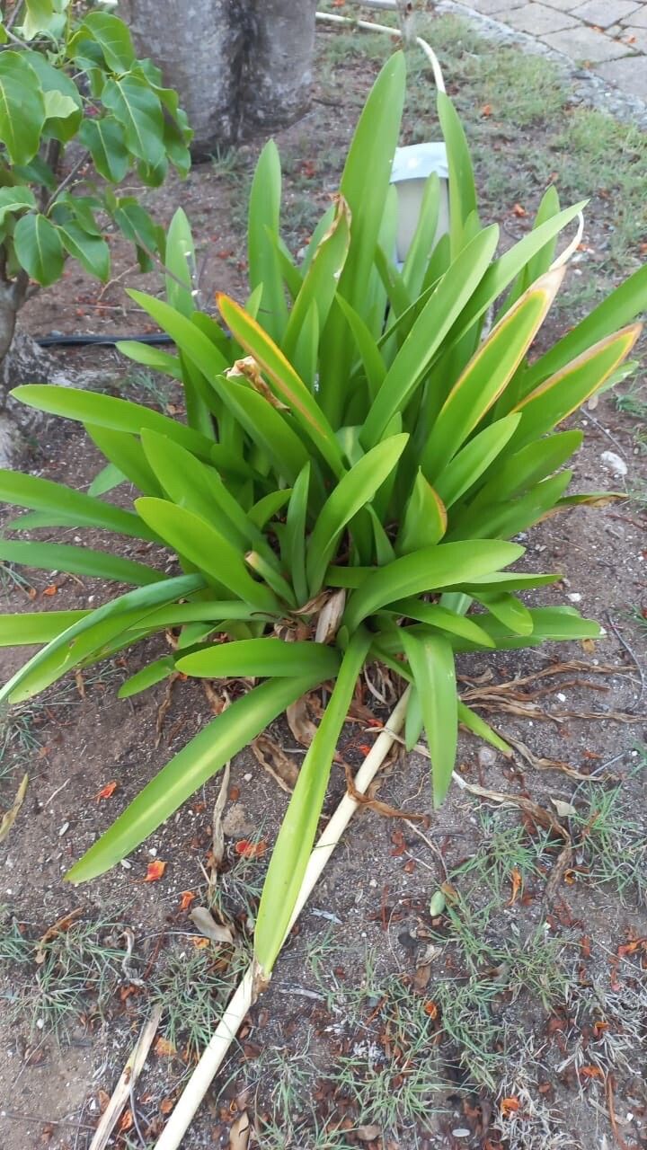 Hymenocallis fragrans habit