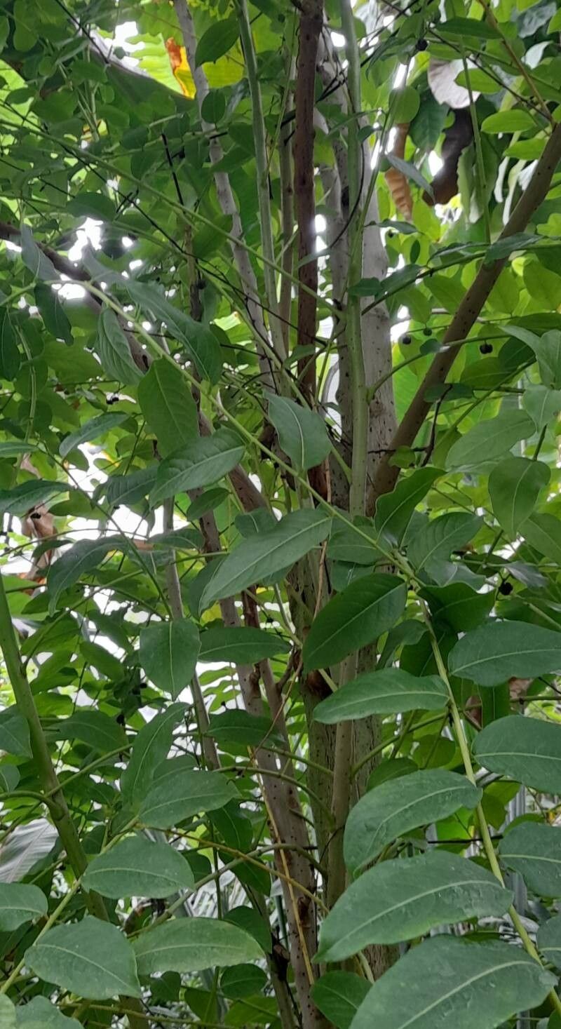 Phyllanthus juglandifolius habit