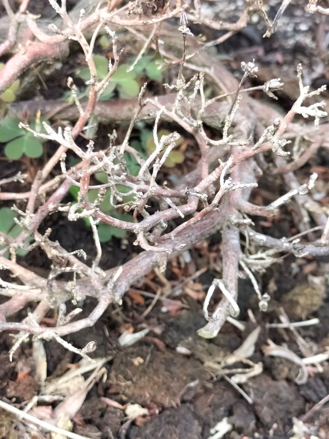 Rhododendron keleticum bark