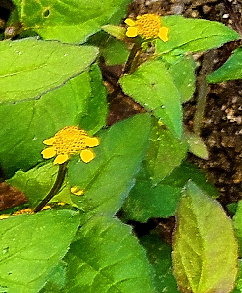 Acmella ciliata — related species from the same genus