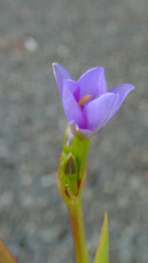 Aristea alata — related species from the same genus