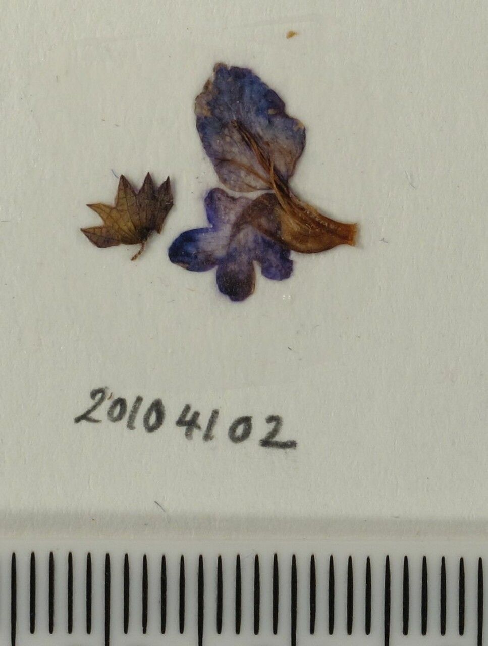 Isodon namikawanus other