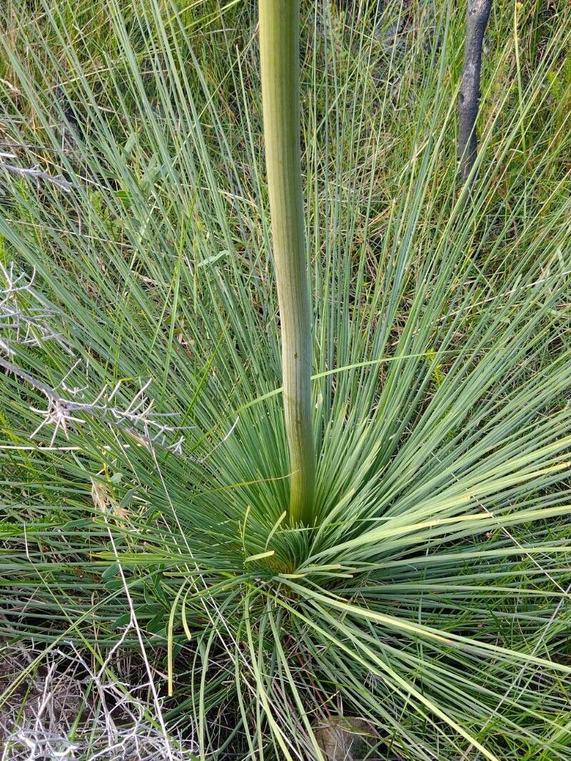 Xanthorrhoea resinosa leaf