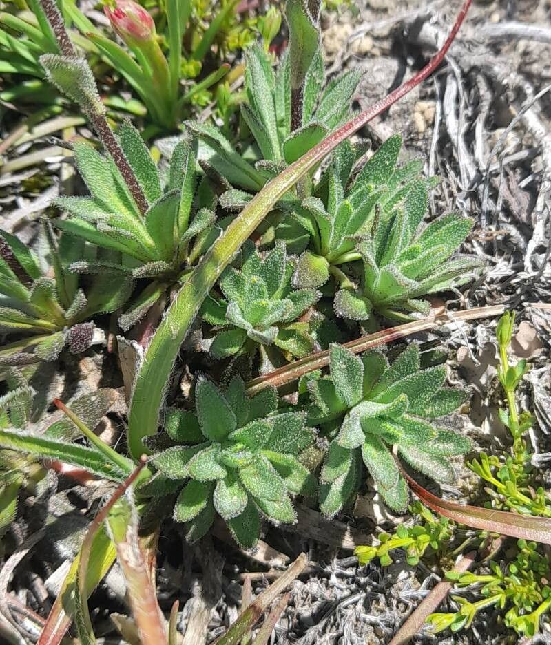Draba gilliesii — houseplant care guide