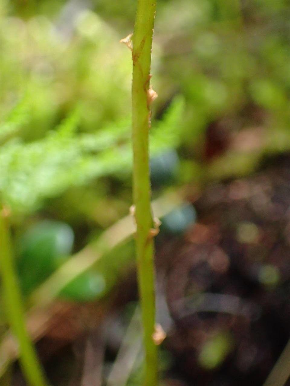Cystopteris montana bark