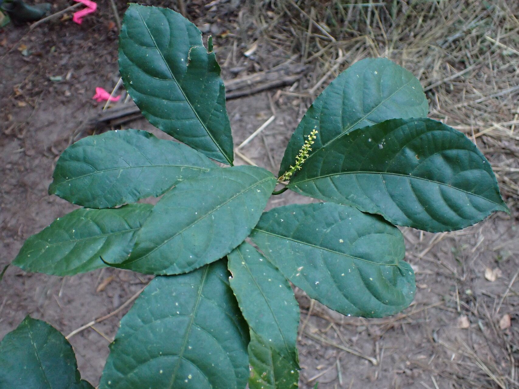 Excoecaria guineensis — search result for 'Excoecaria'