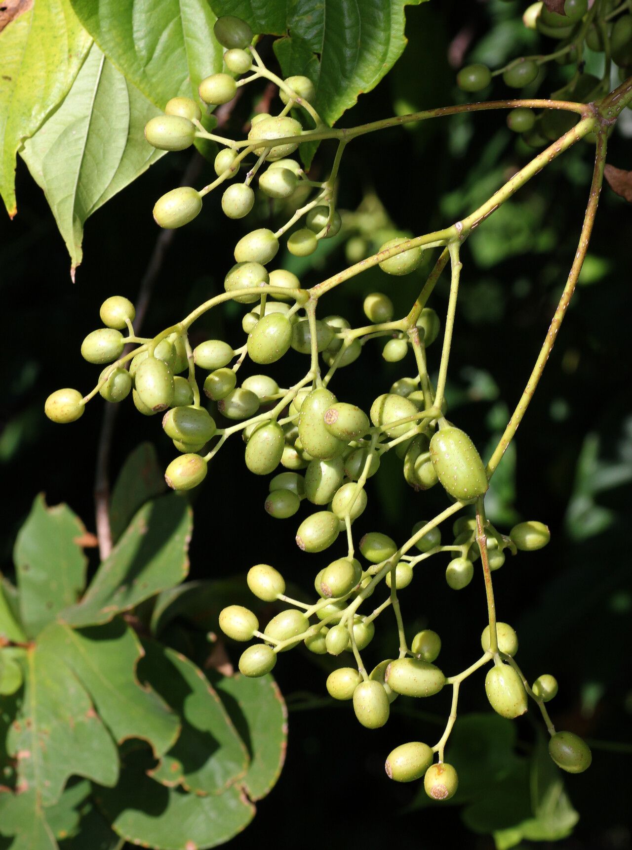 Mussaenda forsteniana fruit