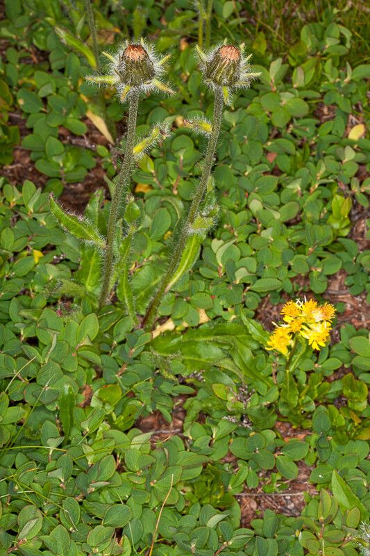 Hieracium alpinum — search result for 'and Greenland'