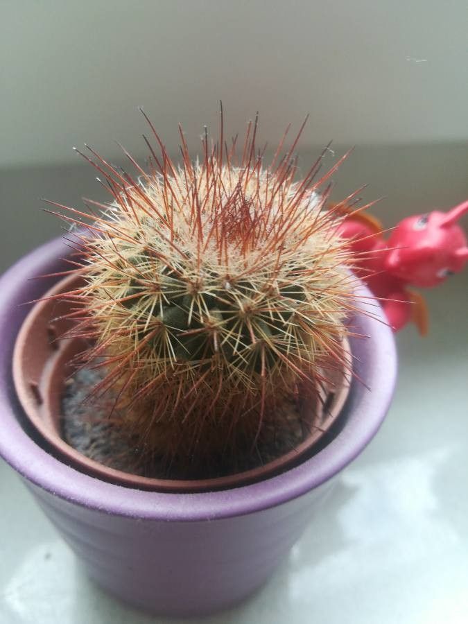 Mammillaria magnifica flower