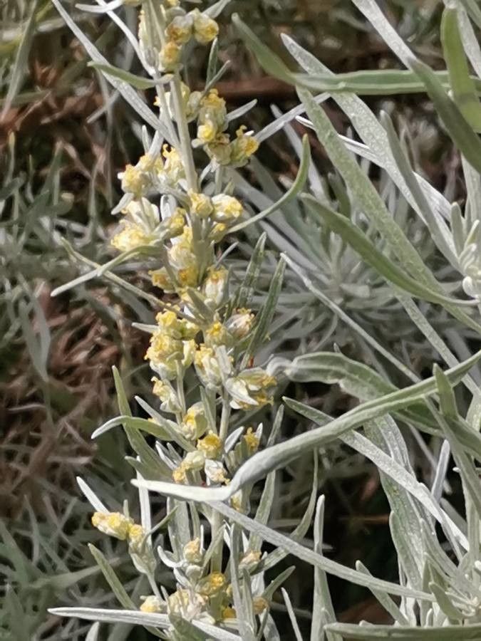 Artemisia cana flower