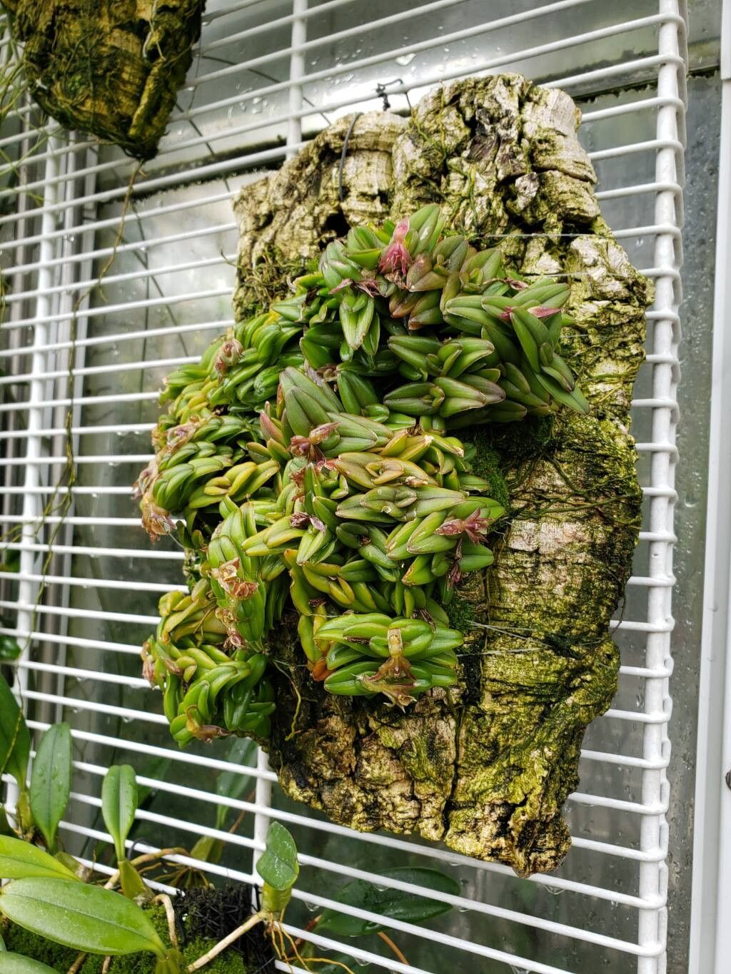 Epidendrum schlechterianum habit