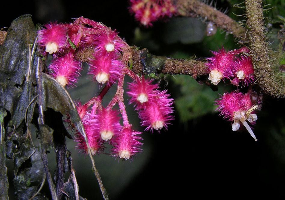 Miconia reitziana flower