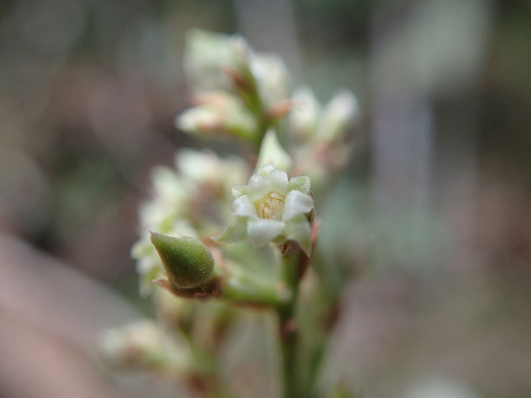 Hunga gerontogea flower