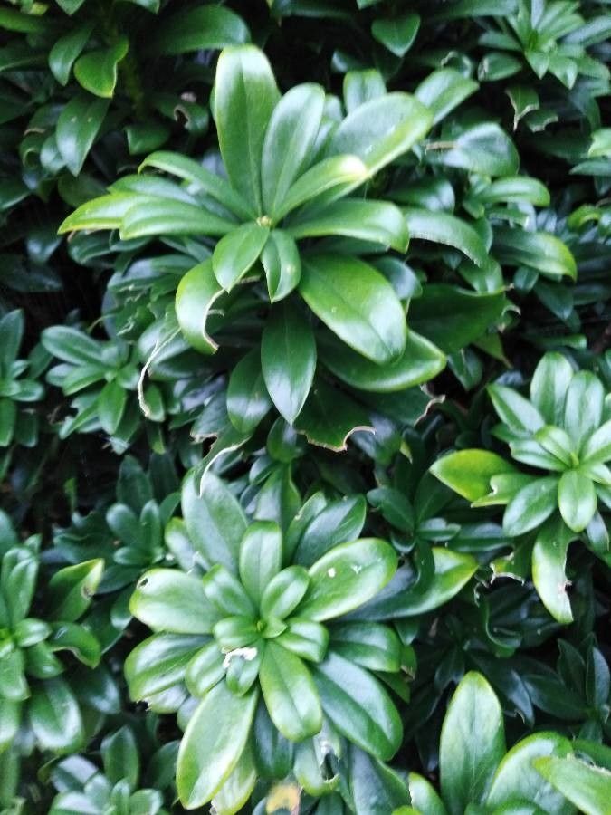 Daphne altaica — related species from the same genus