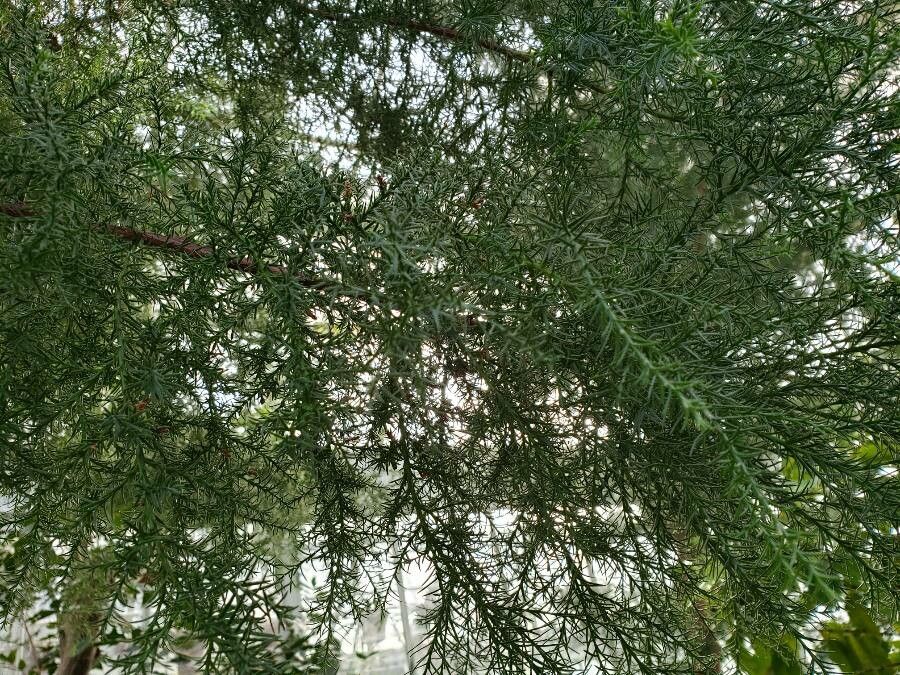 Widdringtonia wallichii — related species from the same genus