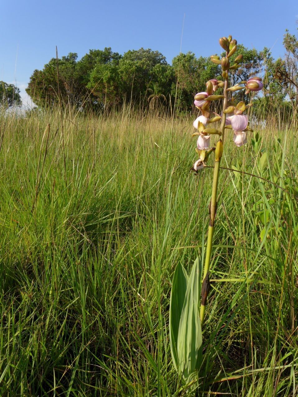 Eulophia latilabris habit