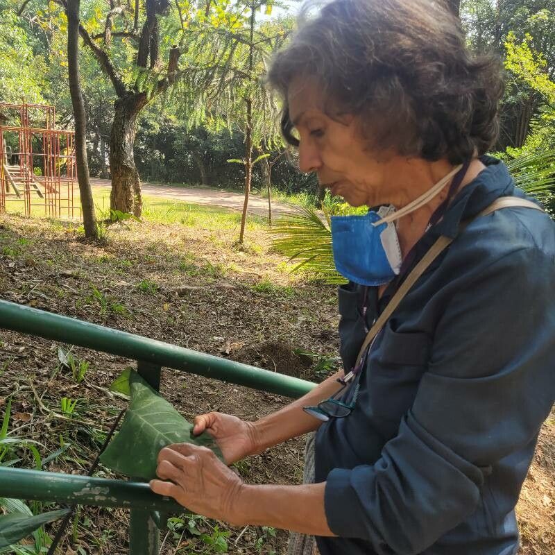 Xanthosoma violaceum habit