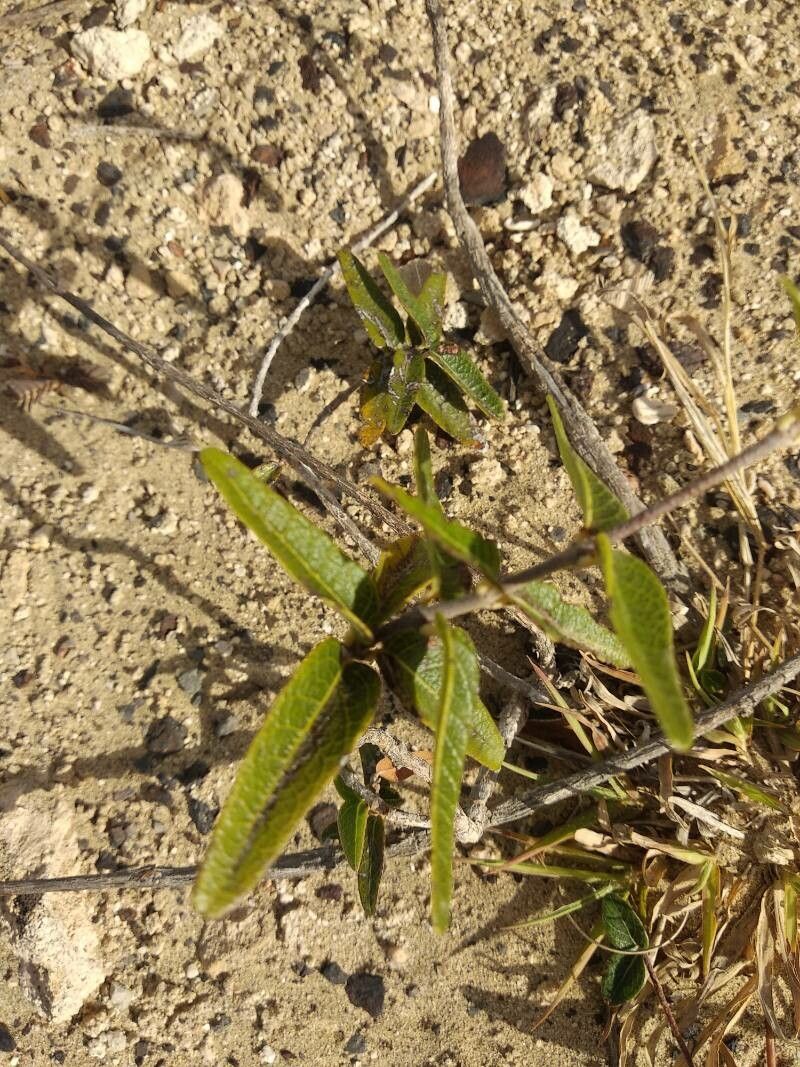 Stigmaphyllon diversifolium — search result for 'Malpighiaceae'