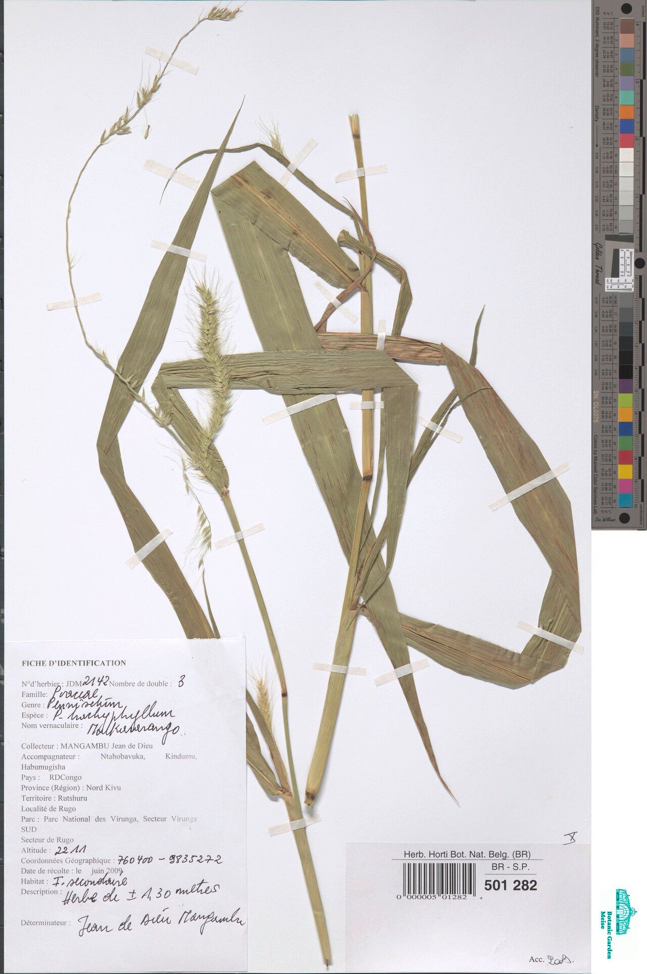 Cenchrus trachyphyllus — houseplant care guide