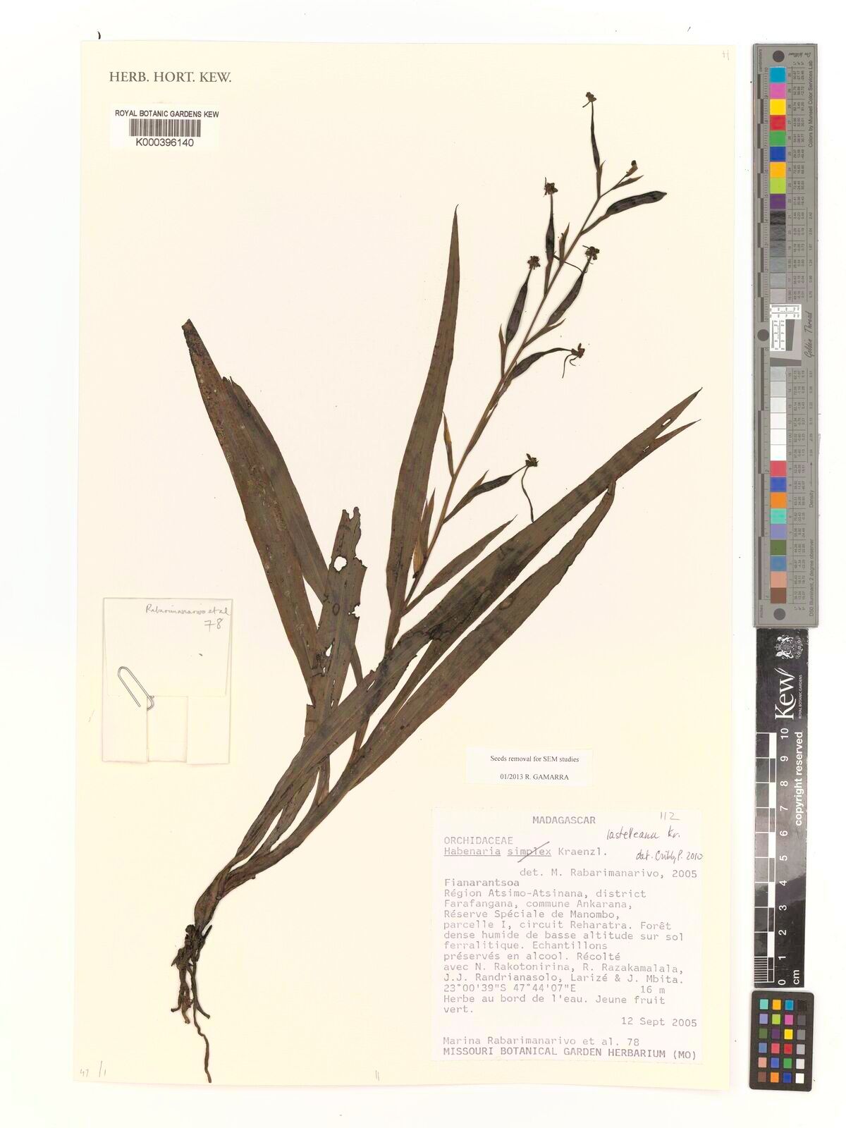 Habenaria lastelleana — houseplant care guide