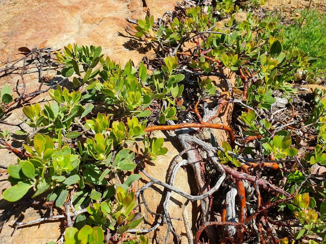 Arctostaphylos nevadensis leaf