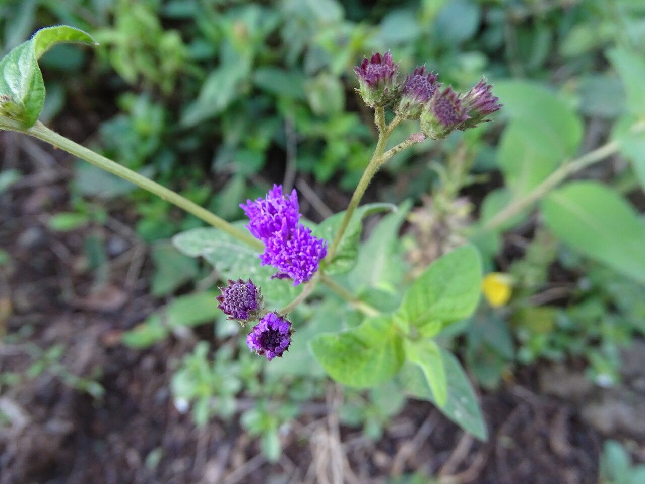 Gutenbergia cordifolia flower