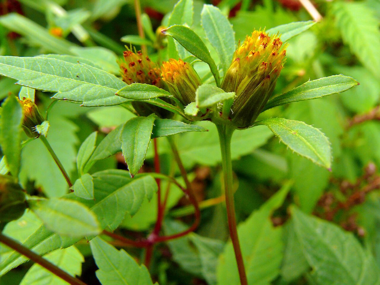 Bidens connata flower