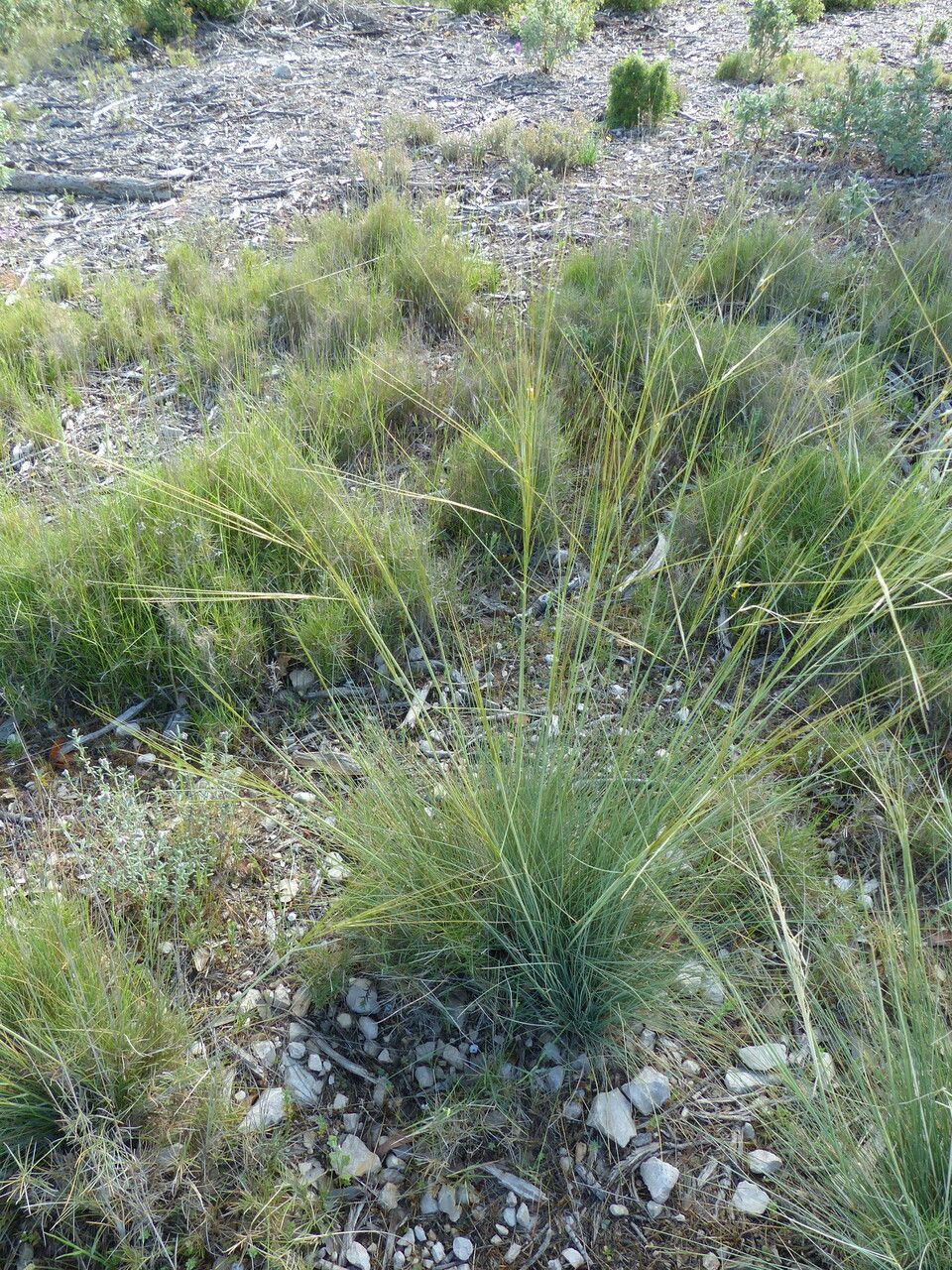 Stipa juncea habit