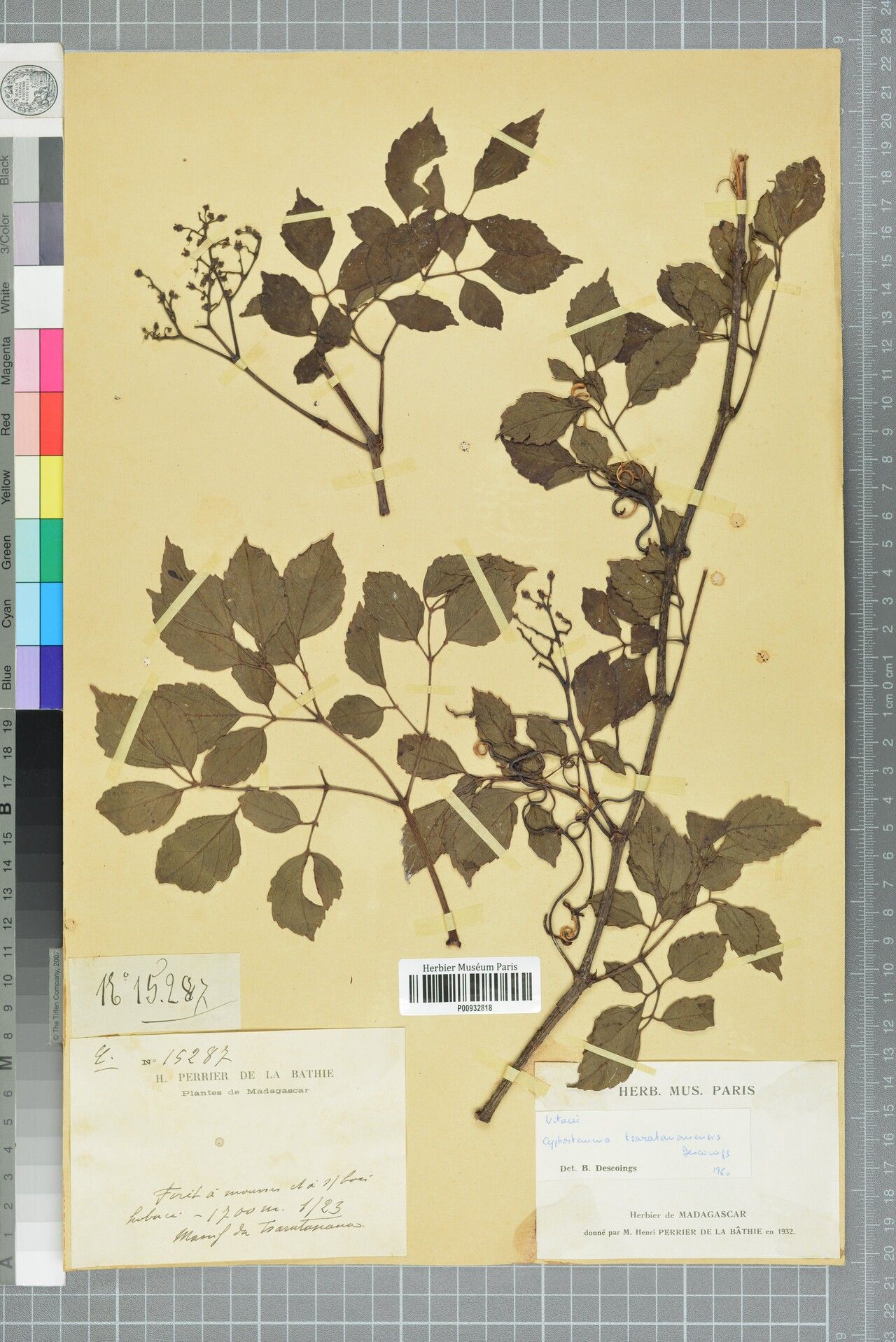 Cyphostemma tsaratananensis — search result for 'Cyphostemma'