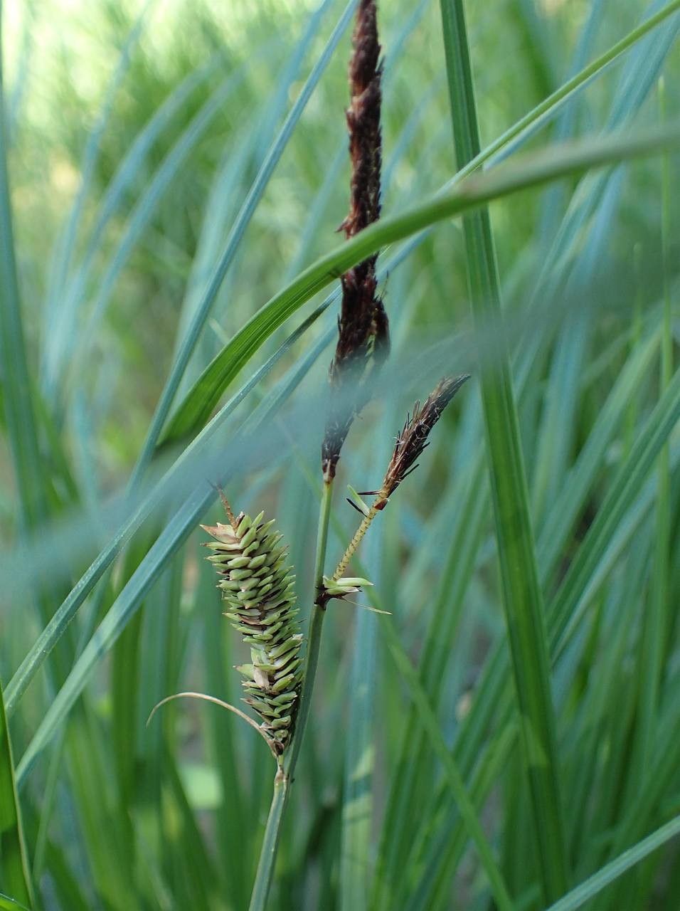 Carex elata fruit