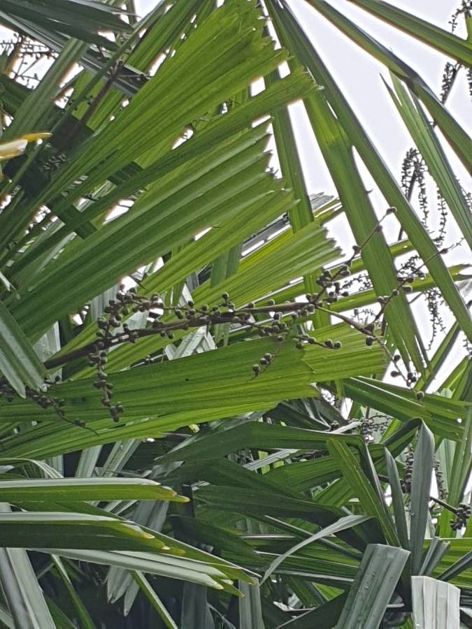 Licuala spinosa fruit