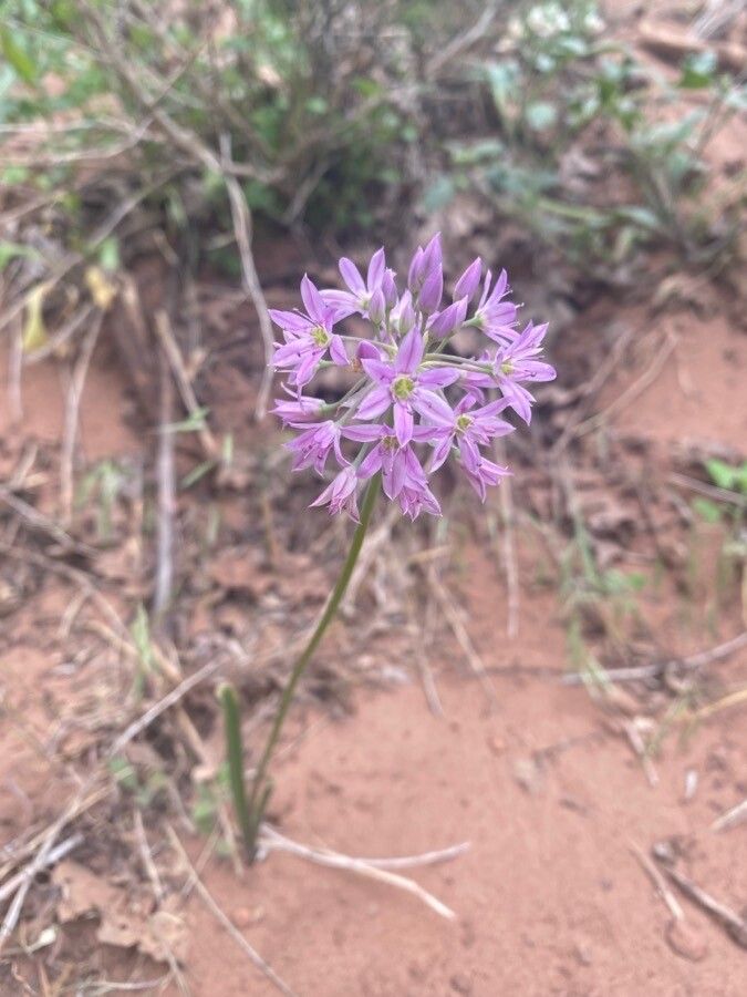 Allium bisceptrum flower