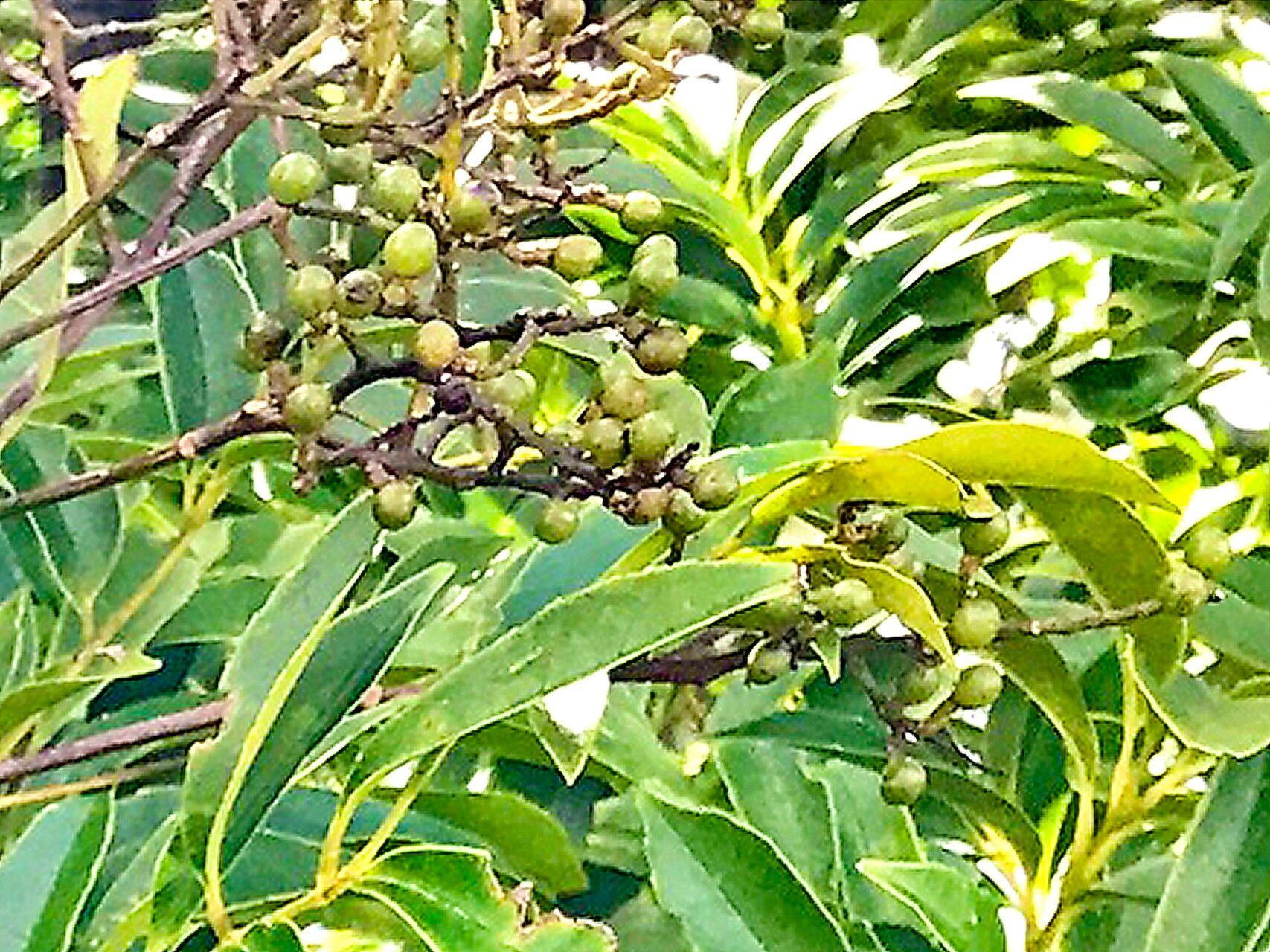 Meliosma oldhamii — houseplant care guide