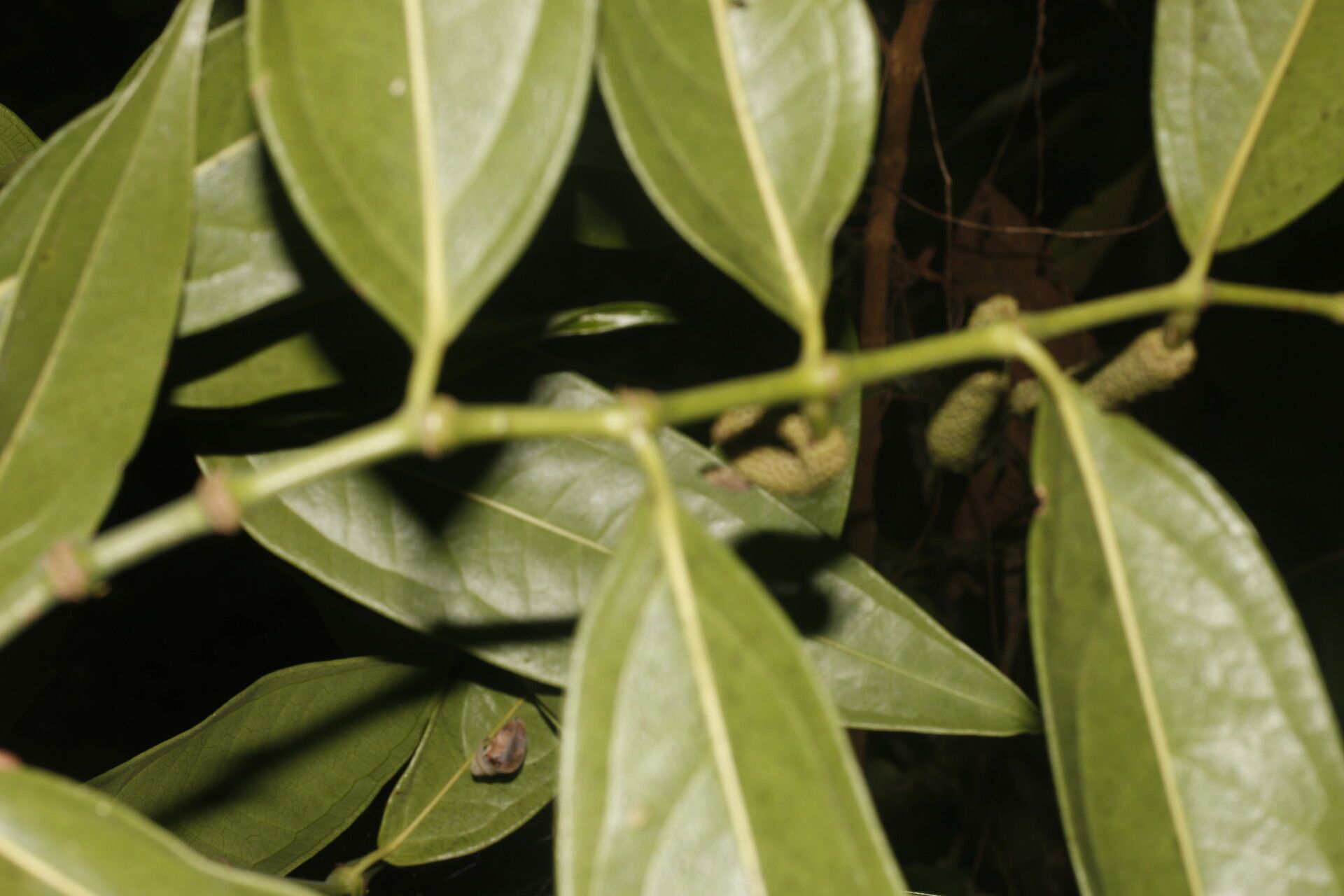 Piper trinervium — houseplant care guide