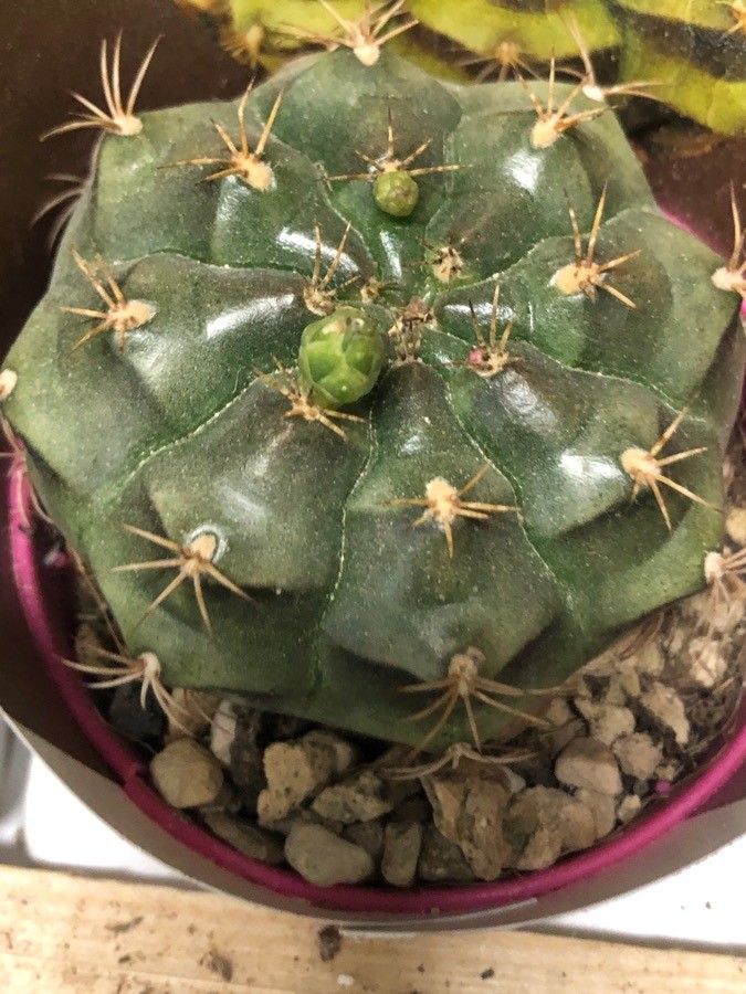 Gymnocalycium anisitsii leaf